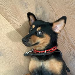 Dobby the office dog